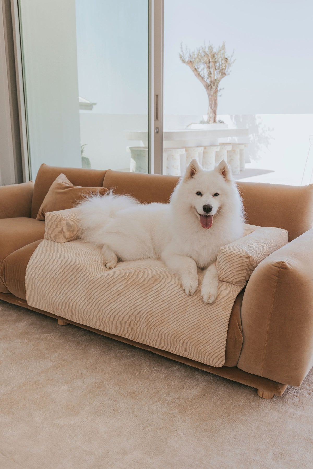 Doge couch online