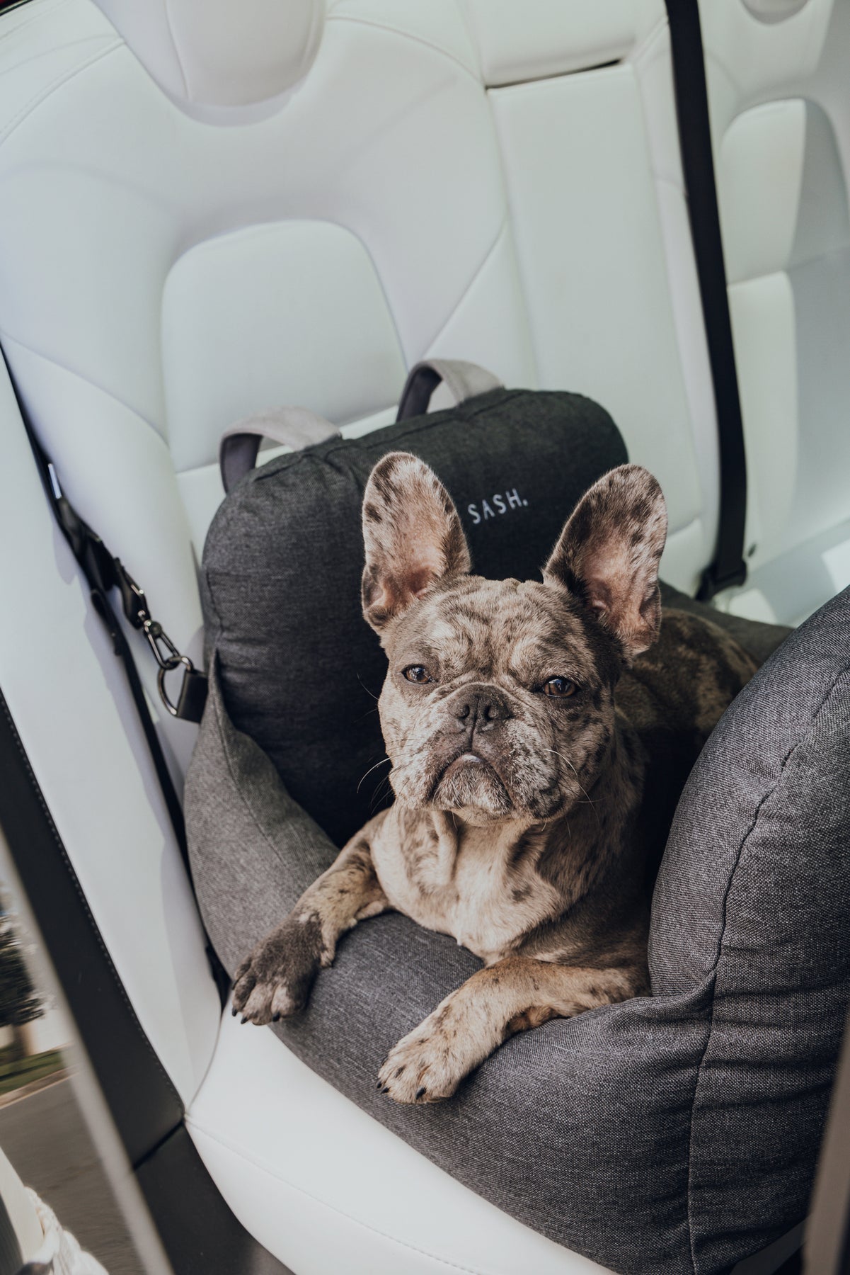 Safe and Comfy Pet Beds and Car Seats